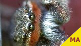 jumping spider