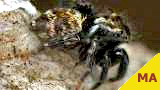 jumping spider