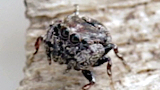 jumping spider