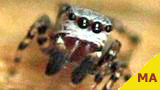 jumping spider