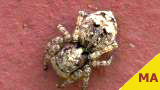 jumping spider