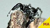 jumping spider